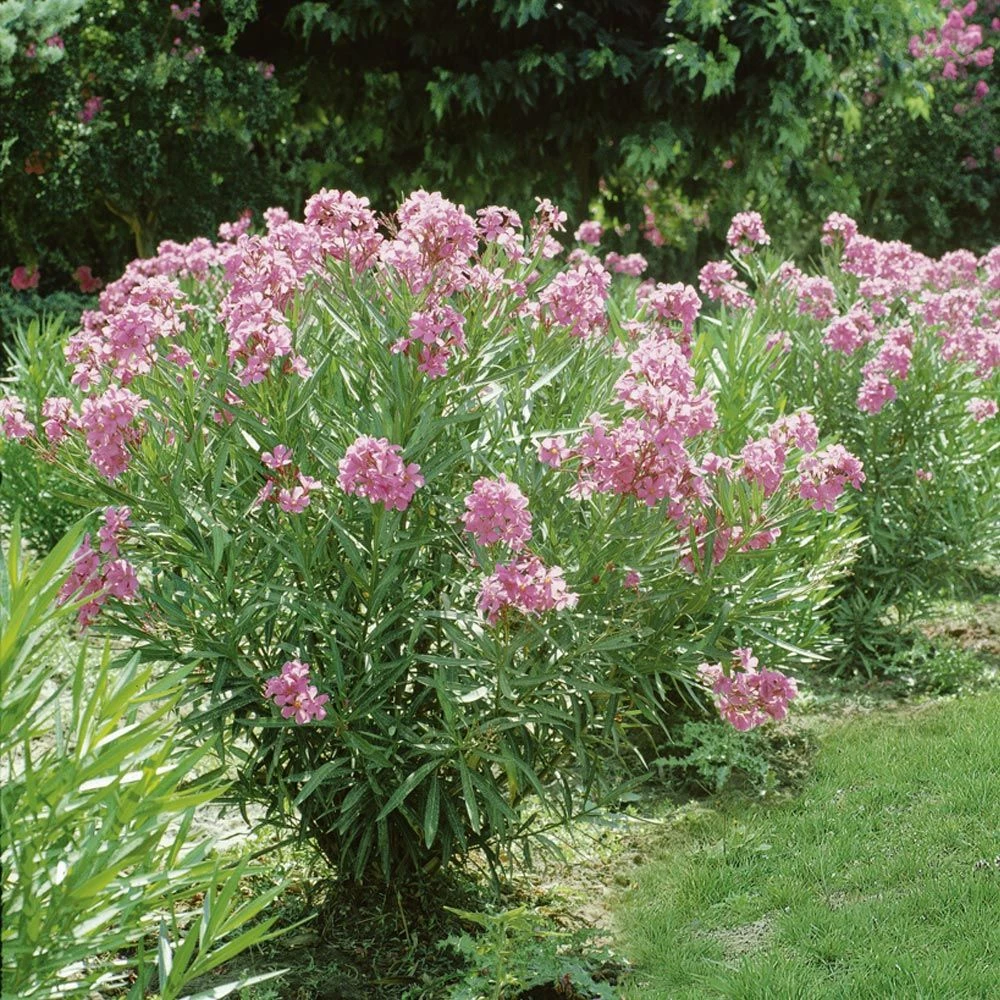 Laurier-rose Ou Nerium Oleander Madame Allen 4 Laurier-rose Ou Nerium Oleander Madame Allen - Image 2