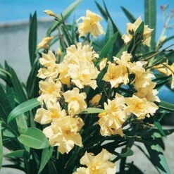 Laurier-rose Ou Nerium Oleander Luteum Plenum