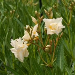 LeafJoy Shop -LeafJoy Shop 8307 2