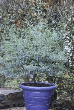 Eucalyptus FRANCE BLEU ® Rengun -LeafJoy Shop 8308