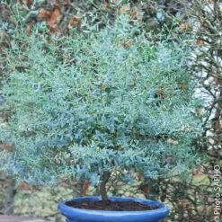 Eucalyptus FRANCE BLEU ® Rengun