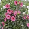 Hibiscus Moscheutos PLANET ® GRIOTTE 'Tangri' -LeafJoy Shop 8313 hibiscus moscheutos planet griotte tangri t1000