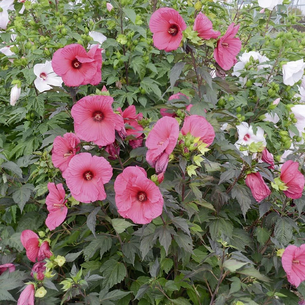Hibiscus Moscheutos PLANET ® GRIOTTE 'Tangri' 3 Hibiscus Moscheutos PLANET ® GRIOTTE 'Tangri'