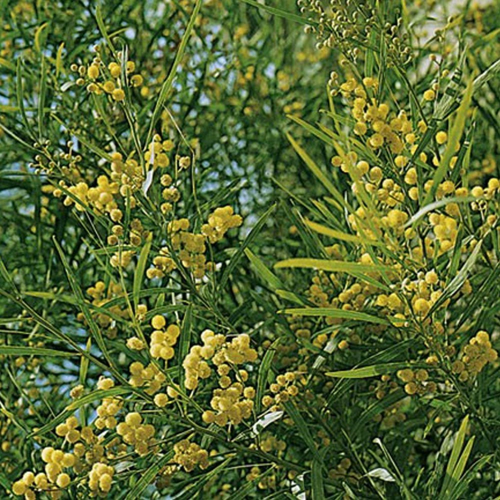 Mimosa Des 4 Saisons