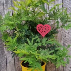 LeafJoy Shop -LeafJoy Shop 8327 20230201 154443 1000