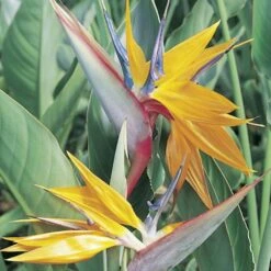 Strelitzia Reginae - Oiseau Du Paradis