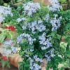 Plumbago Du Cap Ou Dentelaire Du Cap
