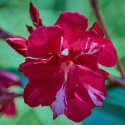 Laurier-rose Ou Nerium Oleander Commandant Barthélémy