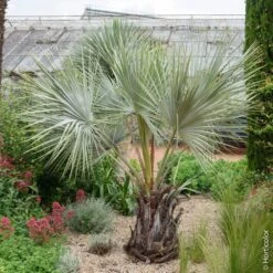 Palmier Brahea Armata Ou Palmer Bleu Du Mexique -LeafJoy Shop 8387 palmier brahea armata pl160345