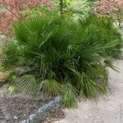 Palmier Chamaerops Humilis ‘Compacta’ Ou Palmier Nain Méditerranéen Compact -LeafJoy Shop 8391 8392 palmier chamaerops humilis compacta pl120208
