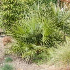 Palmier Chamaerops Humilis ‘Compacta’ Ou Palmier Nain Méditerranéen Compact