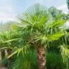 Palmier Trachycarpus Fortunei Ou Trachycarpus Excelsa 2 Palmier Trachycarpus Fortunei Ou Trachycarpus Excelsa -LeafJoy Shop 8395 8396 8397 palmier trachycarpus fortunei pm133984