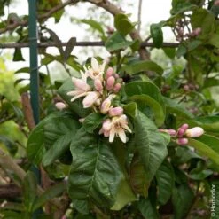 Cédratier Main De Bouddha Ou Citrus Medica Digitata -LeafJoy Shop 8398 main de buddha pl160964