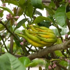 LeafJoy Shop -LeafJoy Shop 8398 main de buddha pl160965