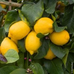 Citronnier Des 4 Saisons Ou Citrus Limon