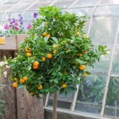 Calamondin, Citrus Madurensis, Citrofortunella Mitis -LeafJoy Shop 8400 calamondin pm120890