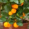 Calamondin, Citrus Madurensis, Citrofortunella Mitis -LeafJoy Shop 8400 calamondin tg131047