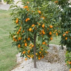 Kumquat Ou Fortunella Margarita -LeafJoy Shop 8401 kumquat pl150499