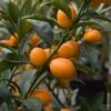 Kumquat Ou Fortunella Margarita -LeafJoy Shop 8401 kumquat pm090526