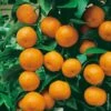 Mandarinier Ou Citrus Deliciosa Ou C. Reticulata -LeafJoy Shop 8402 mandarinier n0700330