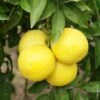 Pamplemousse Pomelo Ou Citrus Paradisi -LeafJoy Shop 8404 pamplemousse jcs090008