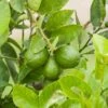 Citronnier Vert Lime Ou Citrus Aurantifolia -LeafJoy Shop 8406 citronnier vert jcs120201