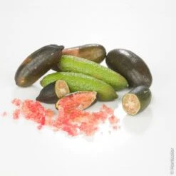 LeafJoy Shop -LeafJoy Shop 8407 citronnier caviar pl180060