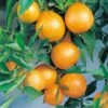 Clémentinier Ou Citrus Clementina -LeafJoy Shop 8408 lementinier 17 91 51 000