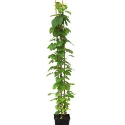 Clématite Ou Clematis X ‘Multiblue’ 9 Clématite Ou Clematis X ‘Multiblue’ -LeafJoy Shop 8433 8434 8435 8436 8437cl matite c3l t1000 3