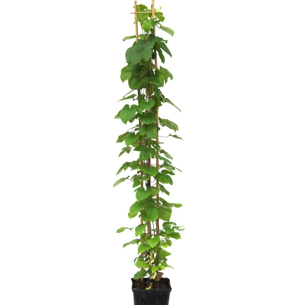 Clématite Ou Clematis X ‘Multiblue’ 5 Clématite Ou Clematis X ‘Multiblue’ - Image 3