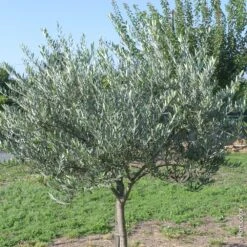 LeafJoy Shop -LeafJoy Shop 8484 a088 olivier pm030107