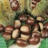 Châtaignier Ou Castanea Sativa 'Marigoule'