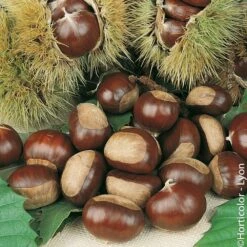 Châtaignier Ou Castanea Sativa 'Marigoule'