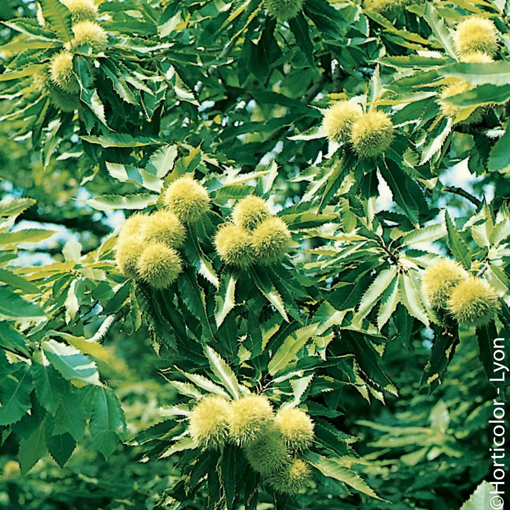 LeafJoy Shop -LeafJoy Shop 8502a ch taignier marigoule ho 1