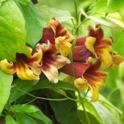 Bignone Chocolat, Bignone Café Ou Bignonia (Campsis) Capreolata -LeafJoy Shop 8503a bignone chocolat bignone caf ou bignonia capreolata travers t1000