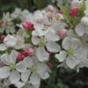 Pommier à Fleurs Ou Malus X PERPETU ® 'Evereste'