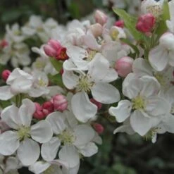 Pommier à Fleurs Ou Malus X PERPETU ® 'Evereste'