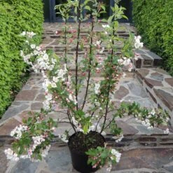 Pommier à Fleurs Ou Malus X PERPETU ® 'Evereste' -LeafJoy Shop 8510b c12l pommier fleurs perpetu evereste t1000 1
