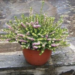 Bruyère D'hiver Ou Erica X Darleyensis 'Darley Dale'