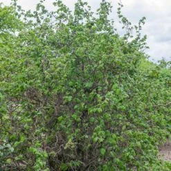 Noisetier Tortueux Ou Corylus Avellana 'Contorta' -LeafJoy Shop 8546a noisetier tortueux t1000