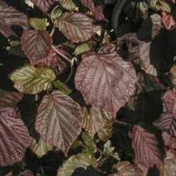 Noisetier Tortueux à Feuillage Pourpre Ou Corylus Avellana 'Red Majestic' Cov -LeafJoy Shop 8547b noisetier tortueux feuillage pourpre t1000