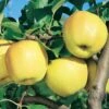 Pommier Golden Delicious 1 Pommier Golden Delicious -LeafJoy Shop 8700 8701 8753a pommier golden delicious ho t1000 1