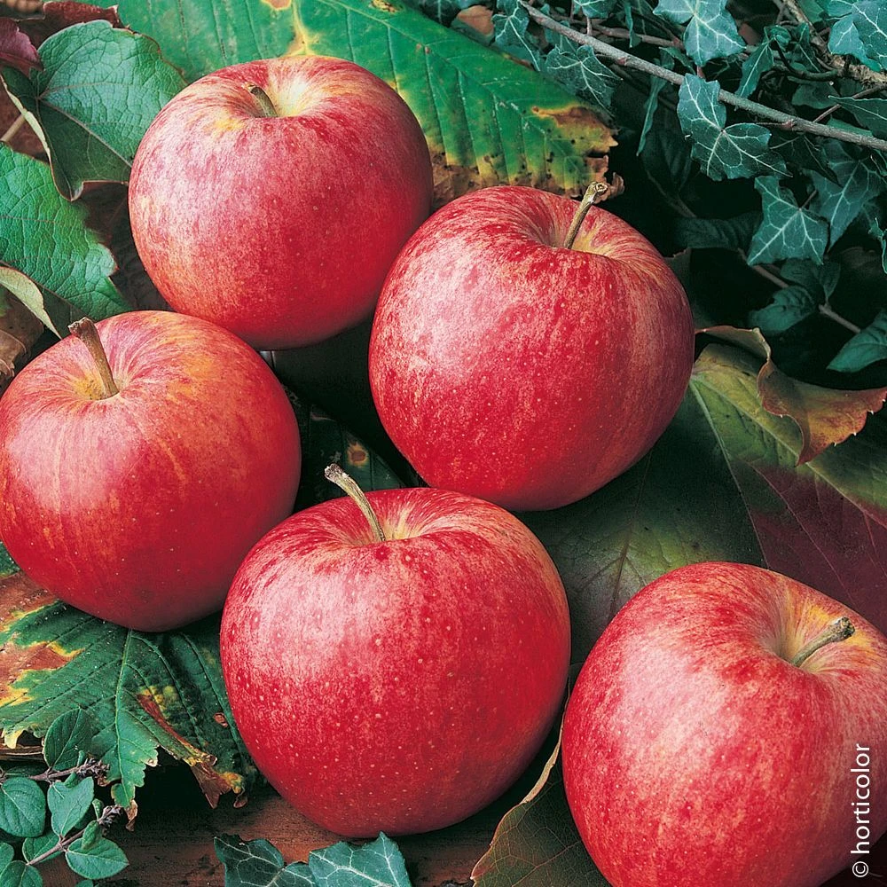 Pommier GALA ® 3 Pommier GALA ®