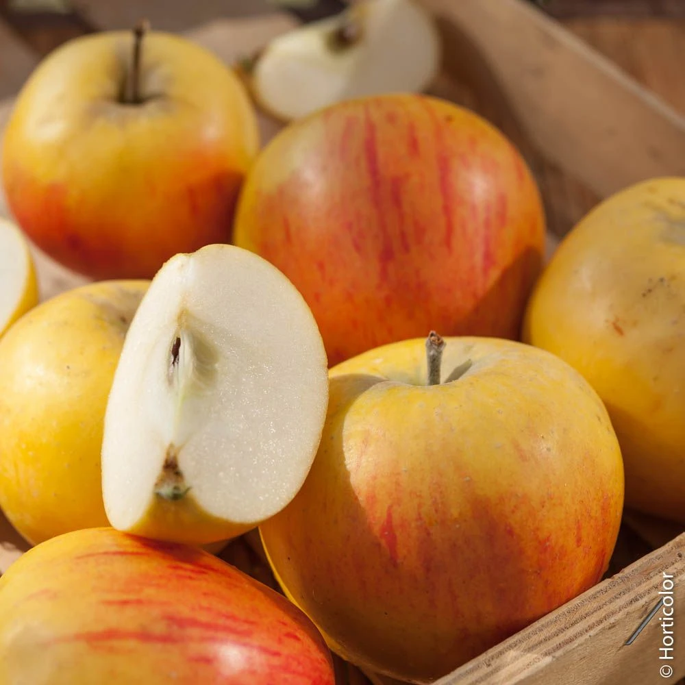 Pommier Reine Des Reinettes 4 Pommier Reine Des Reinettes - Image 2