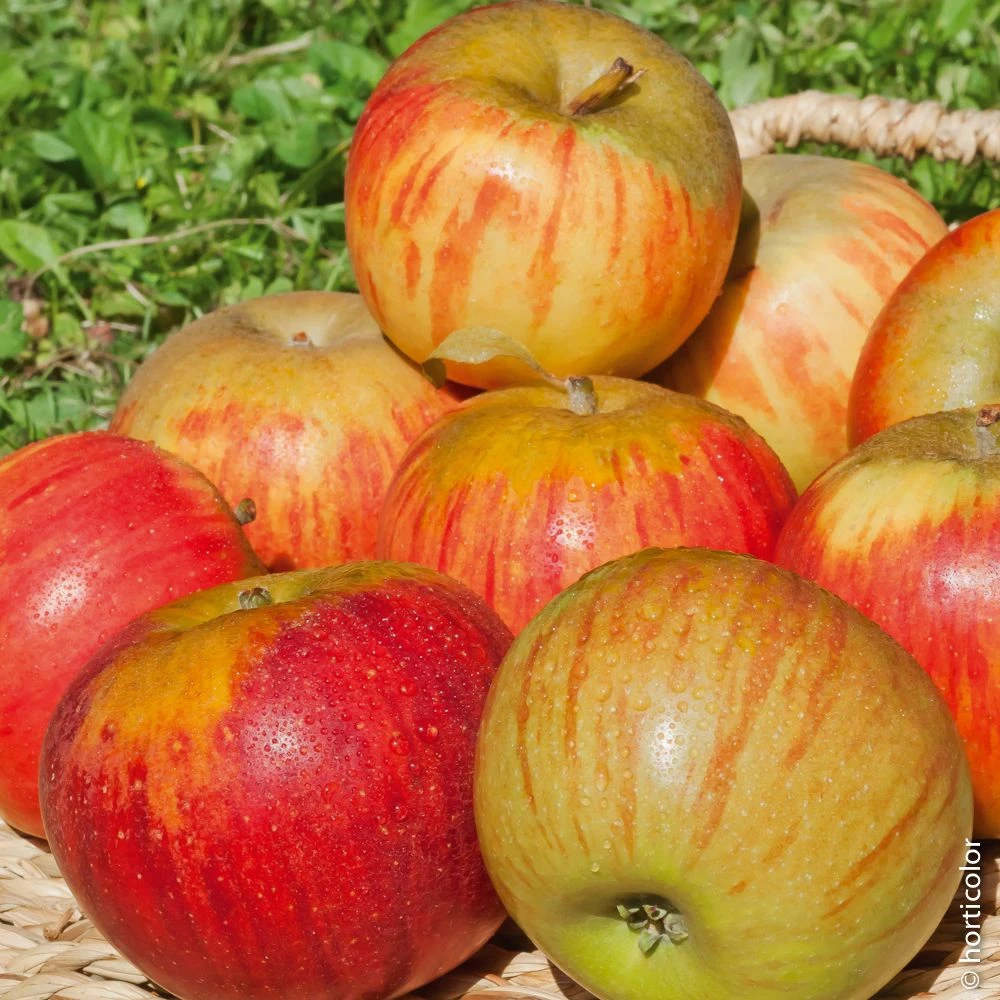 Pommier Reine Des Reinettes 3 Pommier Reine Des Reinettes