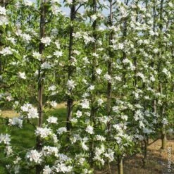 Pommier Reine Des Reinettes 10 Pommier Reine Des Reinettes -LeafJoy Shop 8708 8753 8818 pommier hi