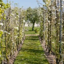 Poirier Conférence -LeafJoy Shop 8714 8711 8725 poirier hi 2