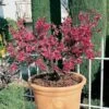 Nectarinier Nain GARDEN BEAUTY ® -LeafJoy Shop 8719