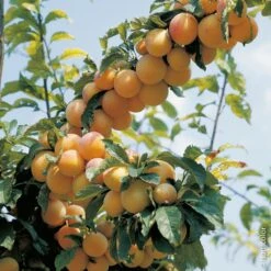 Prunier Mirabelle De Nancy