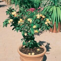 Prunier Nain GOLDUST ® Courod